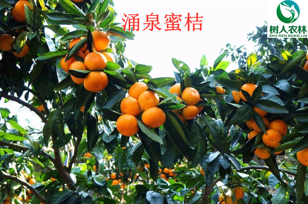 湖南樹人農林科技有限公司,湖南柑橘品種銷售,中國果樹網,常綠果樹類哪里好