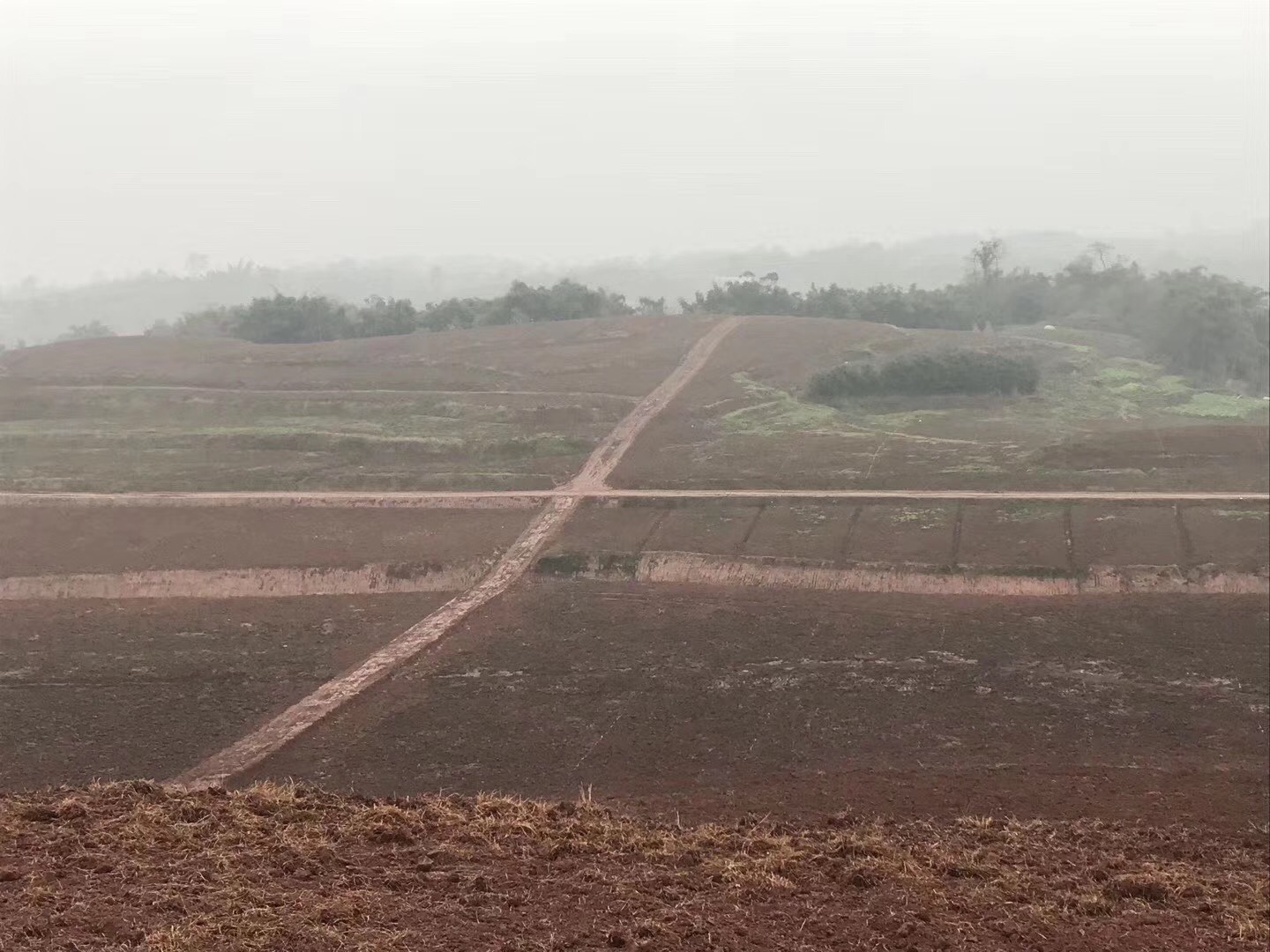 湖南樹人農(nóng)林科技有限公司,湖南柑橘品種銷售,中國果樹網(wǎng),常綠果樹類哪里好