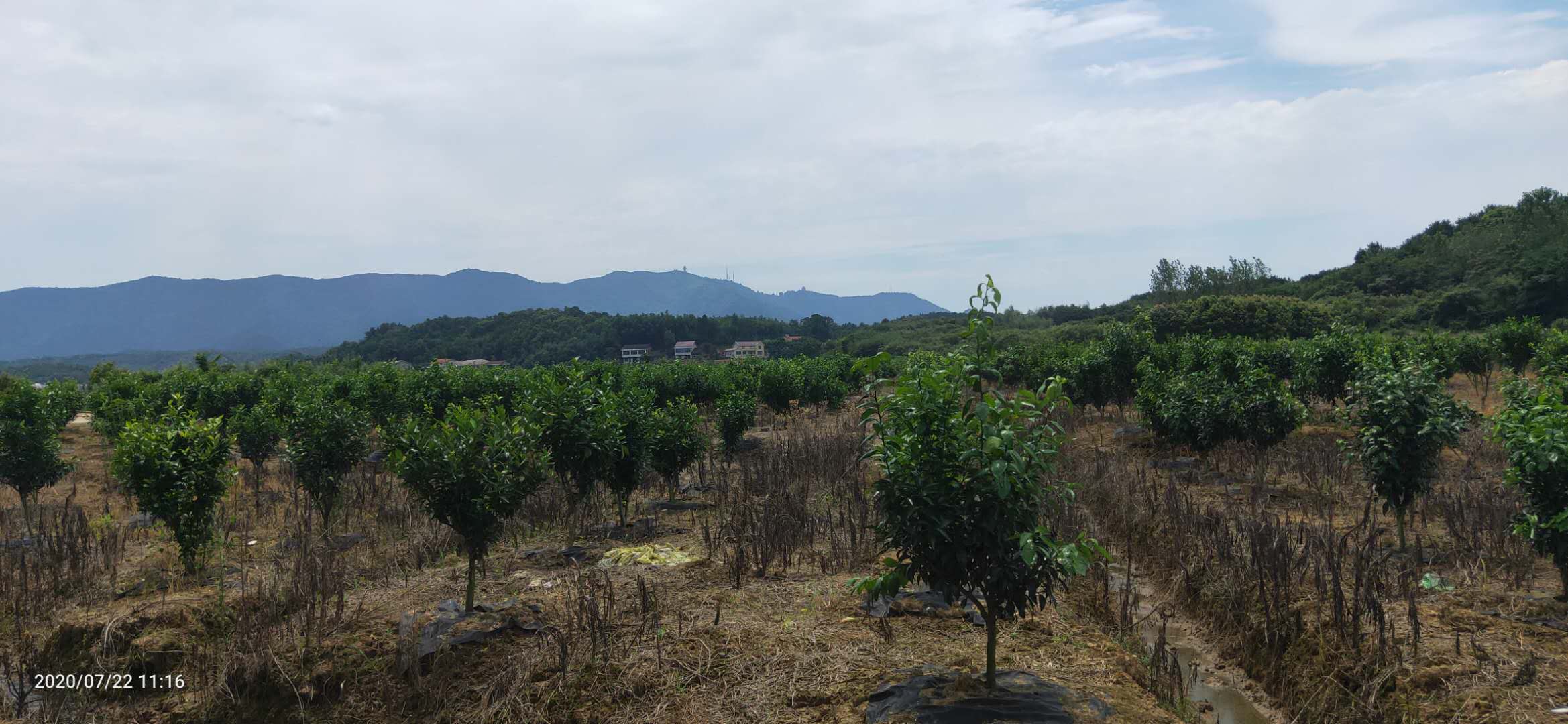 湖南樹人農(nóng)林科技有限公司,湖南柑橘品種銷售,中國果樹網(wǎng),常綠果樹類哪里好