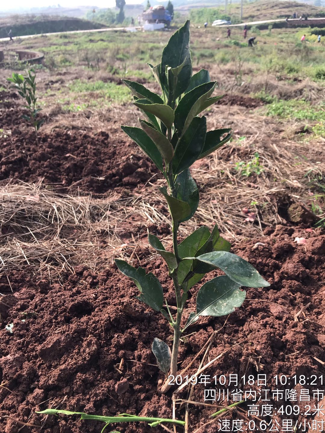 湖南樹人農(nóng)林科技有限公司,湖南柑橘品種銷售,中國果樹網(wǎng),常綠果樹類哪里好