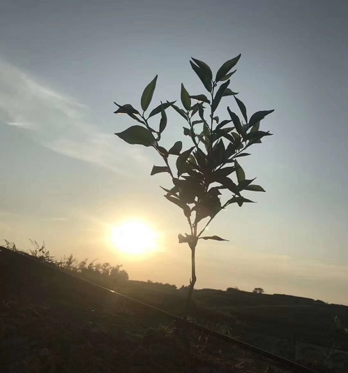 湖南樹人農(nóng)林科技有限公司,湖南柑橘品種銷售,中國果樹網(wǎng),常綠果樹類哪里好