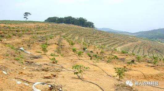 湖南樹人農(nóng)林科技有限公司,湖南柑橘品種銷售,中國果樹網(wǎng),常綠果樹類哪里好