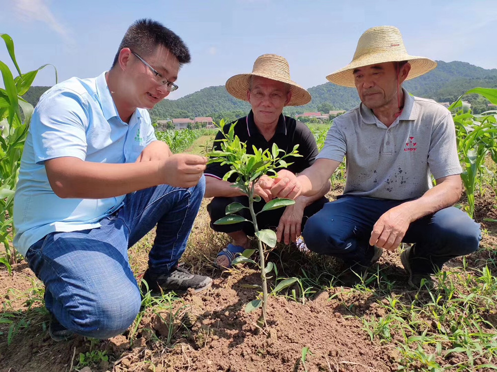 湖南樹人農(nóng)林科技有限公司,湖南柑橘品種銷售,中國果樹網(wǎng),常綠果樹類哪里好