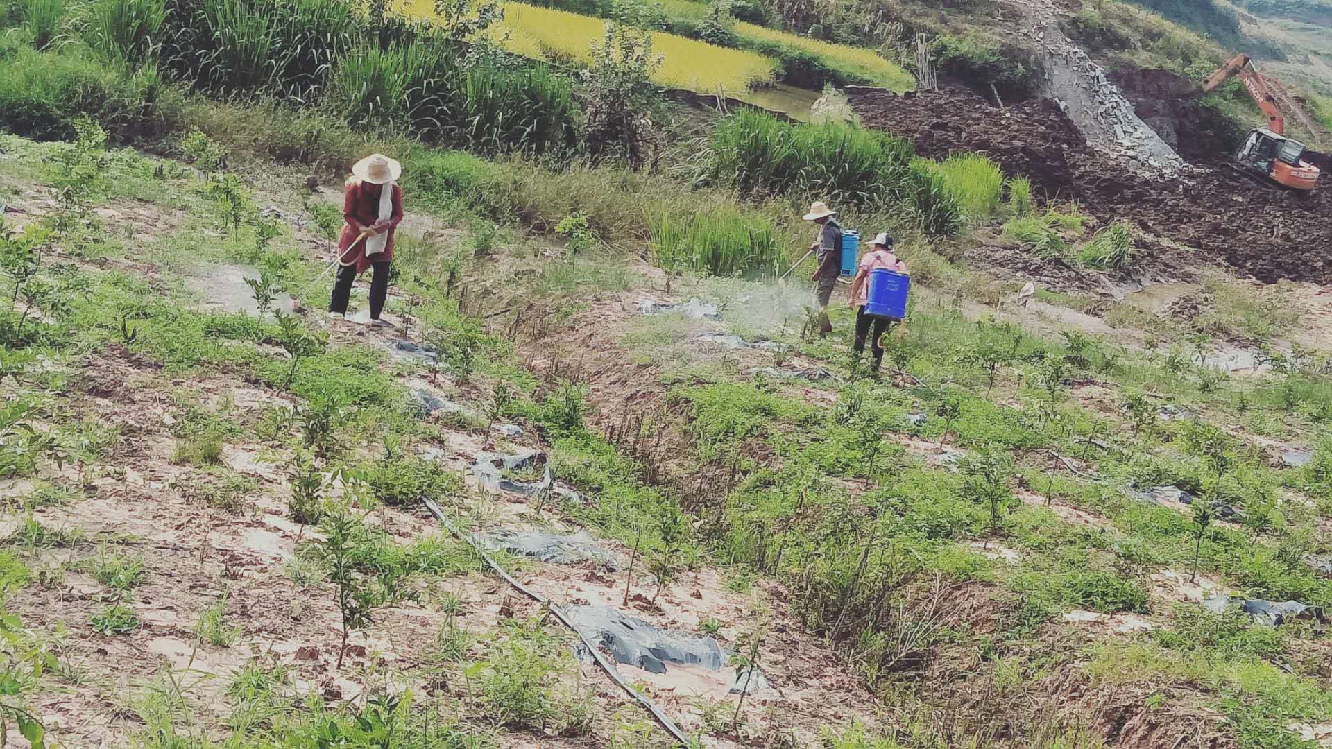 湖南樹人農(nóng)林科技有限公司,湖南柑橘品種銷售,中國果樹網(wǎng),常綠果樹類哪里好