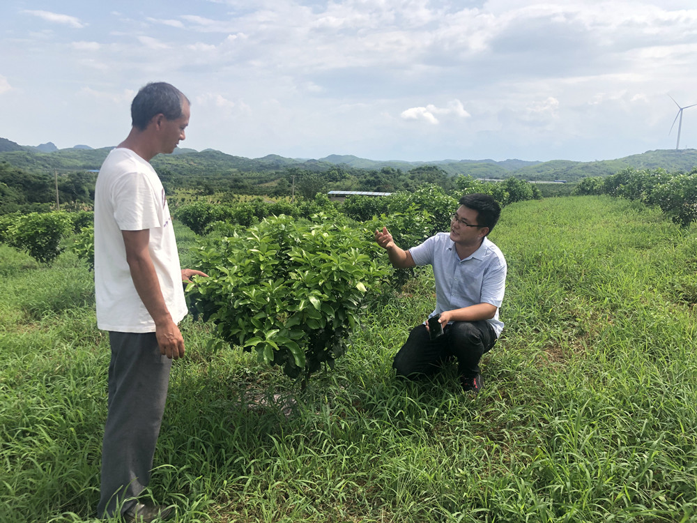 湖南樹人農(nóng)林科技有限公司,湖南柑橘品種銷售,中國果樹網(wǎng),常綠果樹類哪里好