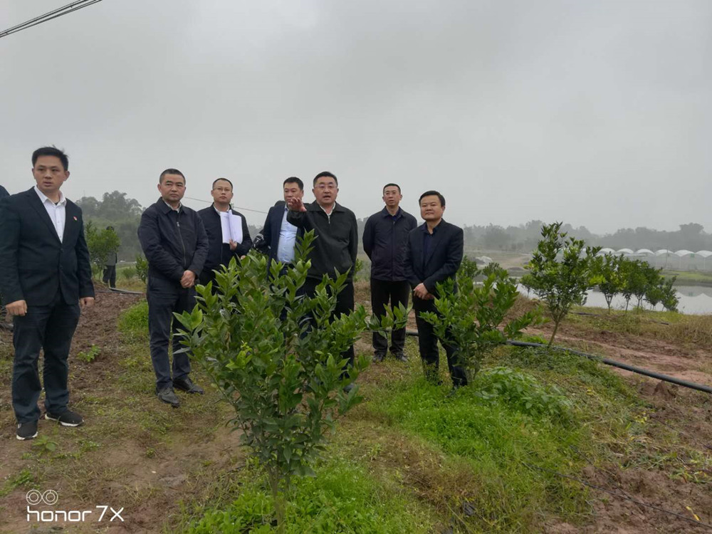 湖南樹人農林科技有限公司,湖南柑橘品種銷售,中國果樹網,常綠果樹類哪里好