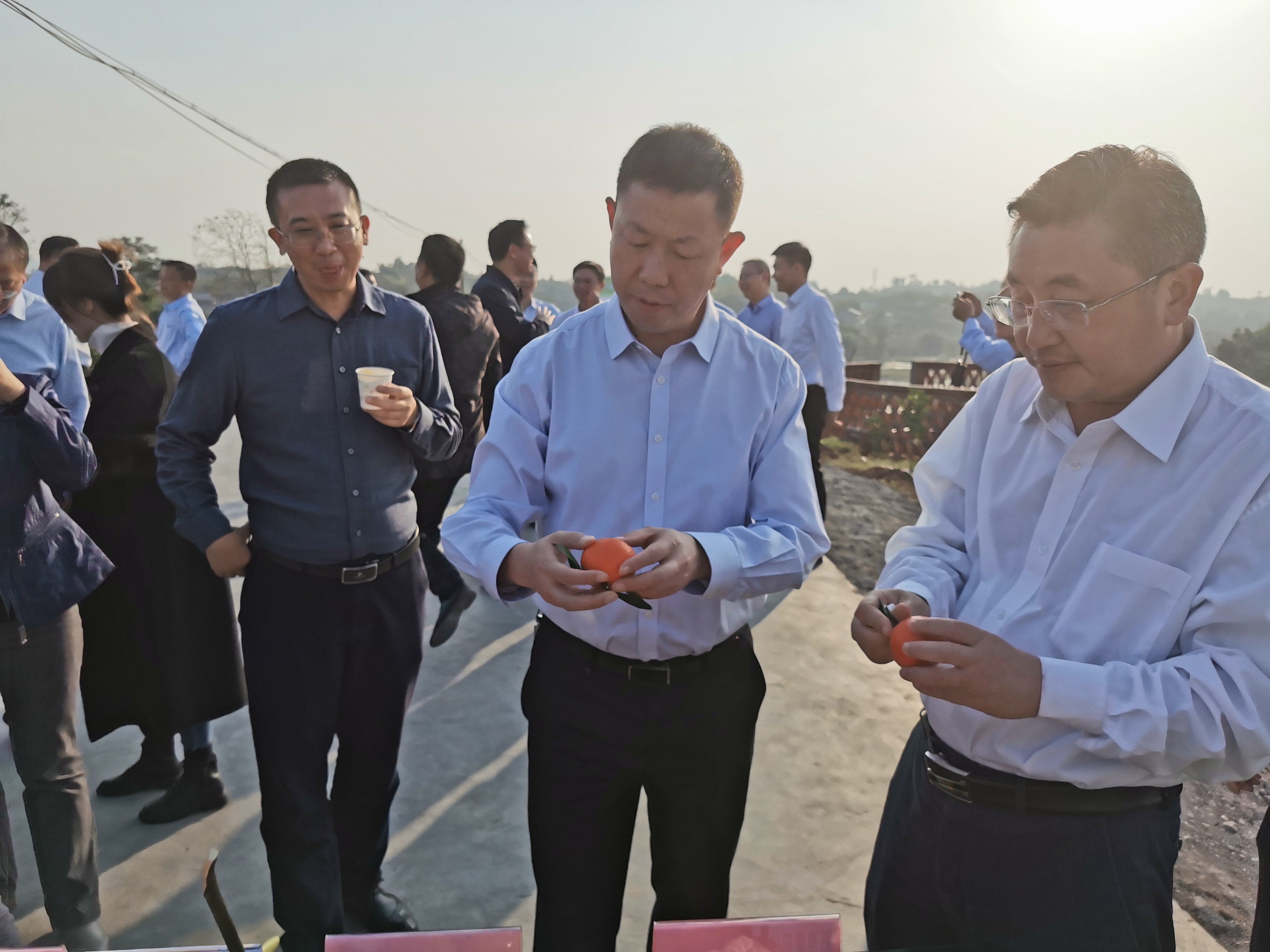 湖南樹人農林科技有限公司,湖南柑橘品種銷售,中國果樹網,常綠果樹類哪里好