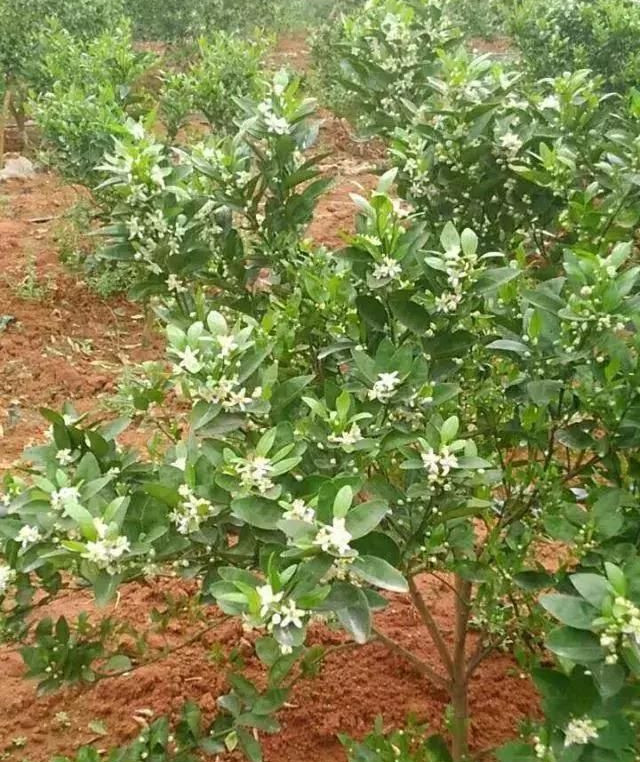 湖南樹人農林科技有限公司,湖南柑橘品種銷售,中國果樹網,常綠果樹類哪里好