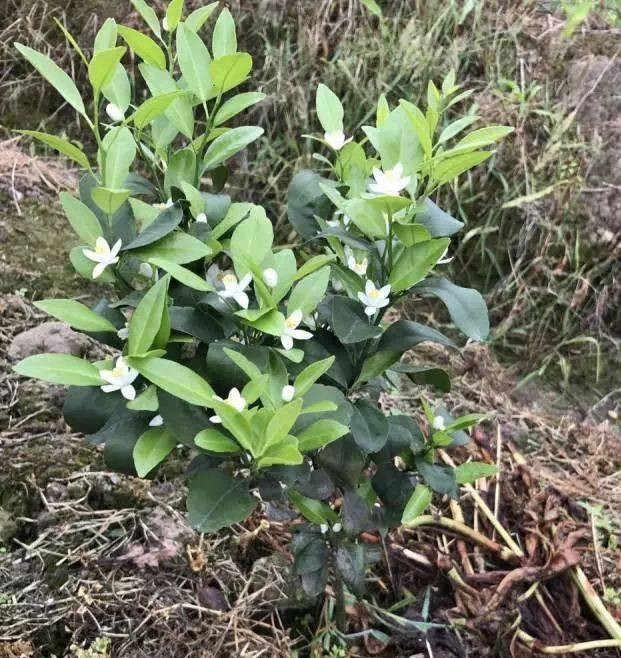 湖南樹人農林科技有限公司,湖南柑橘品種銷售,中國果樹網,常綠果樹類哪里好